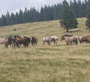 Parcul Natural Apuseni