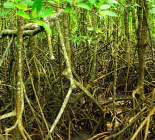 Einblicke in den Mangrovenwald