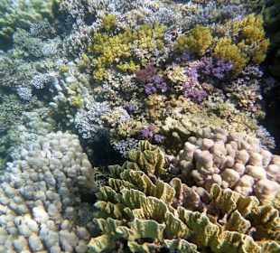 Riff Gorgonia 
