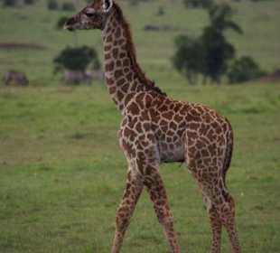 Giraffe
