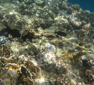 Unterwasser /Tintenfisch