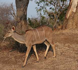 Safari Tour Timbavati