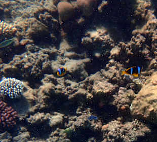 Das intakte Hausriff