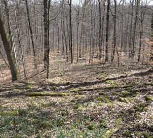 Geologischer Lehrpfad Kirnbachtal