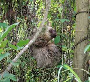 Faultier am Straßenrand