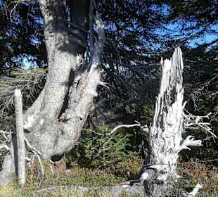 Wandern Balderschwang