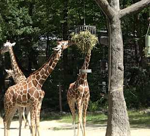Tierpark Hellabrunn