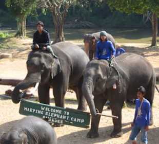Die Elefanten heißen einen hier auch willkommen.