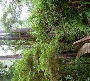 Rainforest Trail  