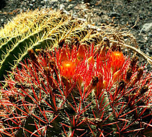 Kaktusgarten Restaurant La Ganania; Detail