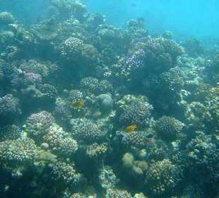 kleine Riffe am Hotelstrand (mit Glasboden-Boot)