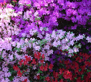 Hauptblüte im Rhododendronpark Bremen