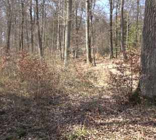 Geologischer Lehrpfad Kirnbachtal