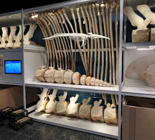 Rundgang durch das Zoologische Museum