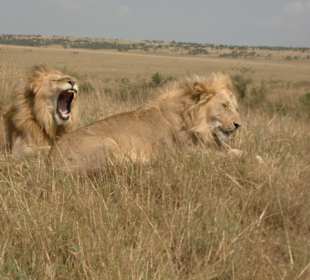 Masai Mara
