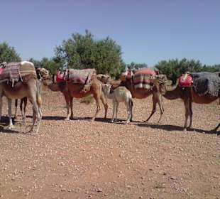 Safaritour