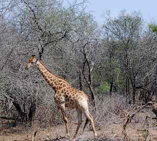 Giraffe