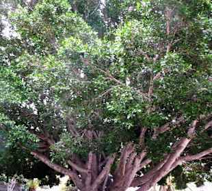 Ein Riesen Benjamini-Baum