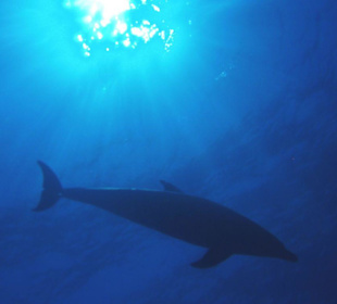 Delfin Besuch an Tobia Kebir