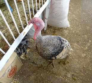 Der durfte frei im Markt rumlaufen