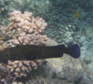 Schwarzer Mirakelbarsch