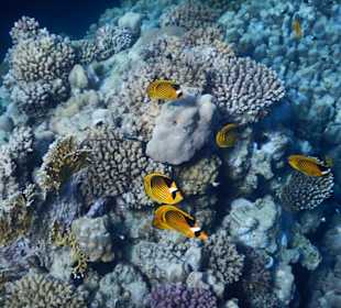 Fische