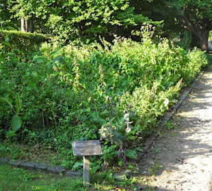 Spaziergang durch den Harburger Stadtpark