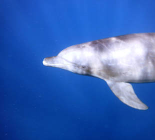 Delfinschwimmen