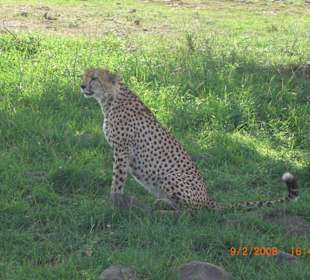 Gepard