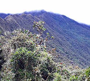 Podocarpus Nationalpark