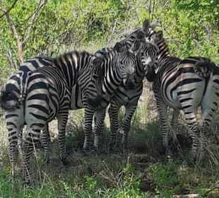 Zebra in Tsavo West