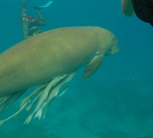 Seekühe in ägypten-Marsa Alam Ausflüge
