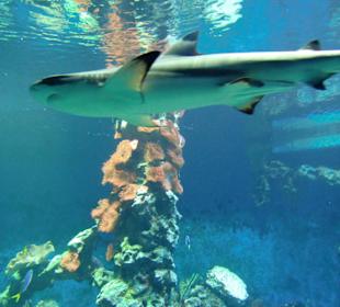 Netter kleiner Fisch