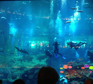 Aquarium 
