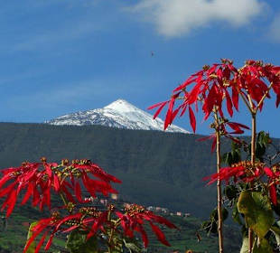 Weihnachtssterne überragen den Teide