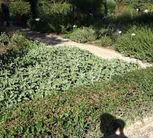 Botanischer Garten München