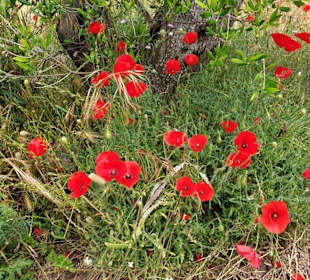 Wilde Blumen am Rande des Strandes