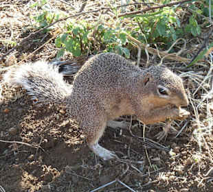 Erhörnchen