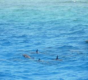 Schnorcheln mit Delfinen 