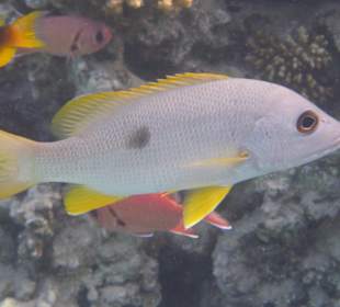 Schnorcheln Makadi Bay