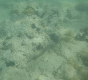 Unterwasserwelt Bootstour Utopia