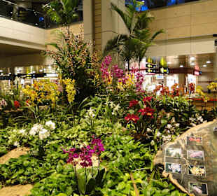 Changi Airport