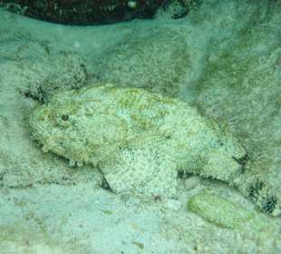 3-Strände-Tour: Steinfisch / Grote Knip
