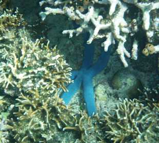 Auch Seesterne gibt es zu sehen