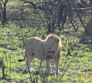 Lion we found on our Durban Safari Tour