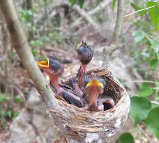 Paradiesvogel im Nest