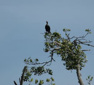 Brutvogel auf dem Nest