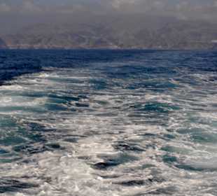 Delphin Safaritour von Morgan aus