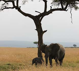 Elefant