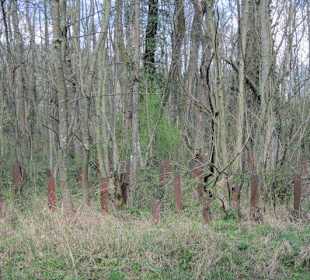Panzersperren im Wald